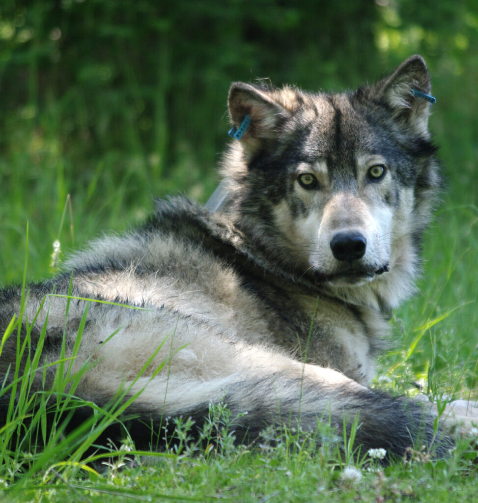 Contact Us – Pacific Wolf Coalition