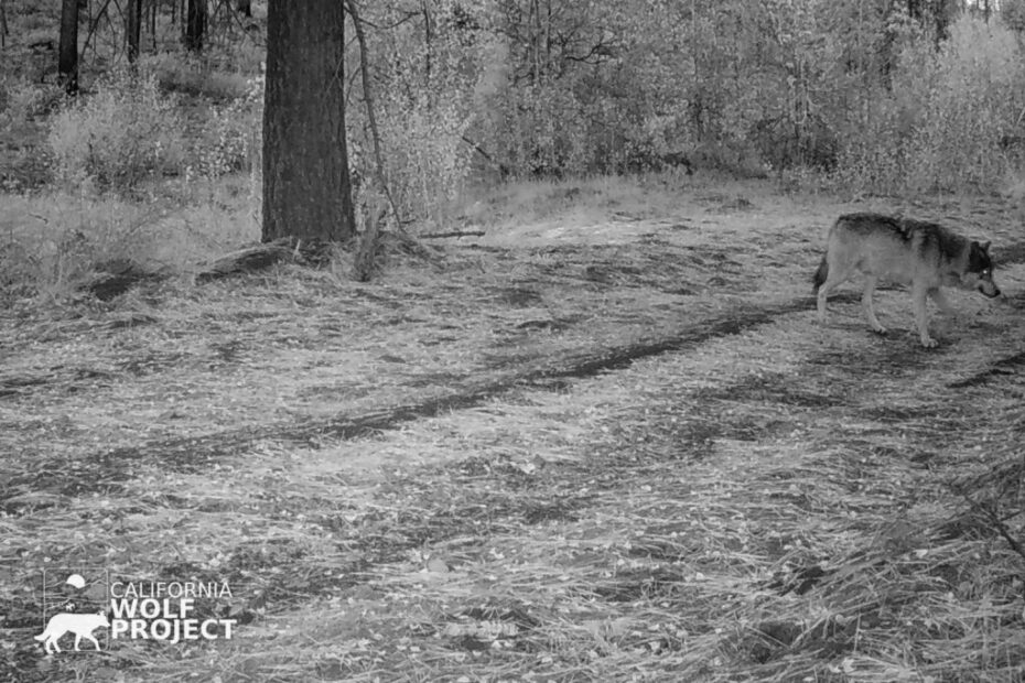 The Diamond Pack – Pacific Wolf Coalition